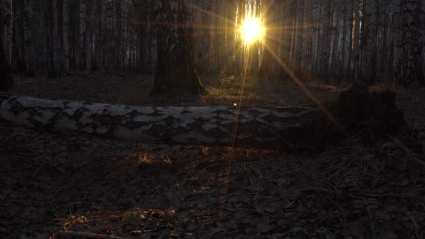 Bosque de abedul en la luz del atardecer — Vídeos de Stock