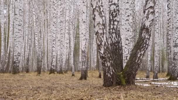 봄철에는 햇빛에 흩어 져 있는 경 이로운 자작나무 숲 — 비디오