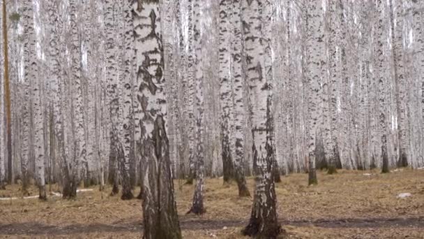 Bewundernswerter Birkenhain durch diffuses Tageslicht im Frühling — Stockvideo