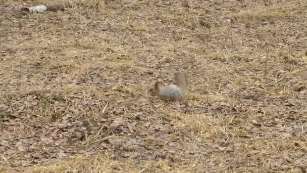 Esquilo na floresta na primavera — Vídeo de Stock