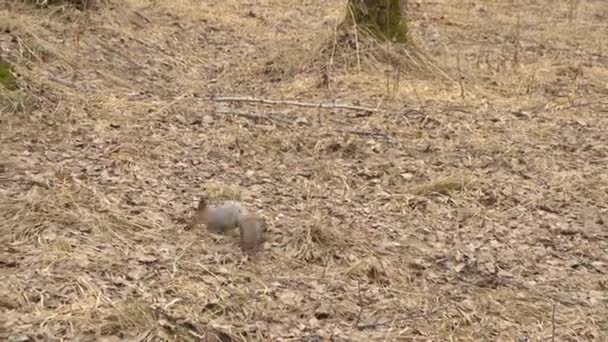 Білка в лісі у весняний час — стокове відео