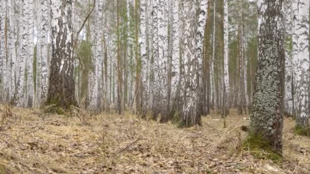 Белка в березовом лесу весной — стоковое видео