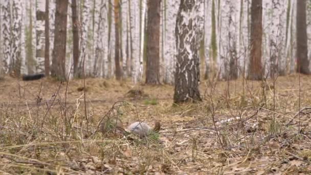 Scoiattolo nella foresta di betulle in primavera — Video Stock