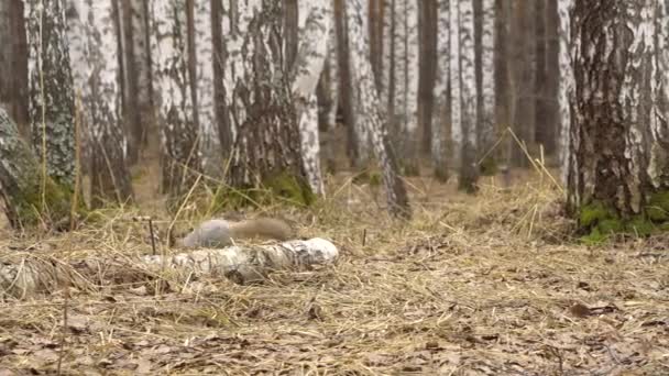 Σκίουρος στο δάσος σημύδας την άνοιξη — Αρχείο Βίντεο