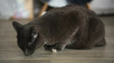 Gri kedi yerde oturuyor.