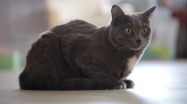 Gri kedi yerde oturuyor.