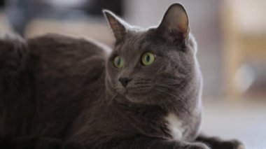 Gri kedi yerde oturuyor.