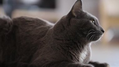 Gri kedi yerde oturuyor.