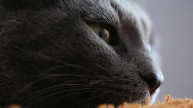 Gri kedi yaklaşıyor.