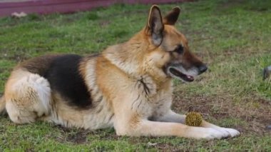Bahçedeki çimenlikte çoban köpeği