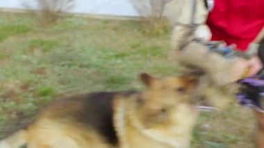 Sahibi köpeğine saldırmayı öğretiyor.