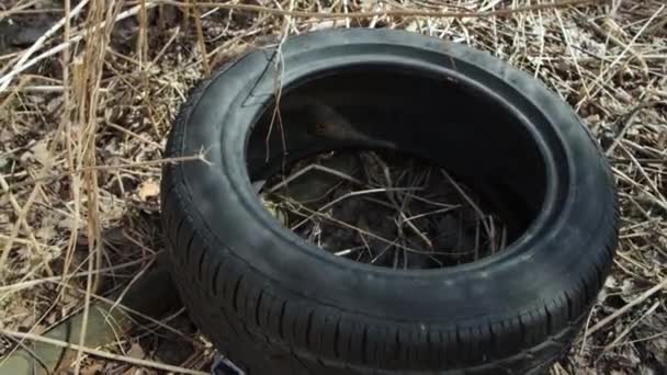 Régi kopott gumiabroncs fekszik az erdőben — Stock videók