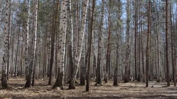 Bahar zamanı huş ağacı ormanı — Stok video