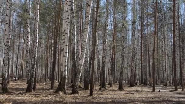 Bosque de abedul en primavera — Vídeo de stock