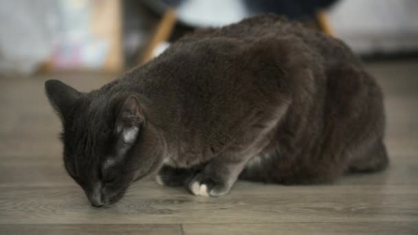 Šedá kočka sedící na podlaze — Stock video