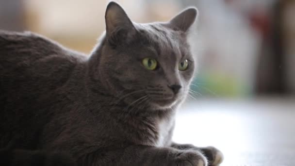 Gray cat sitting on floor — Stock Video