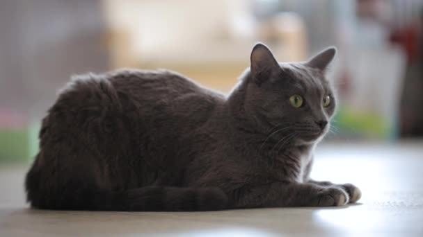Grijze kat zittend op de vloer — Stockvideo