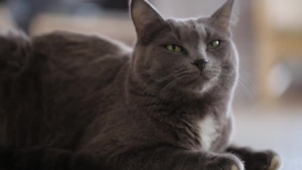 Gatto grigio seduto sul pavimento — Video Stock