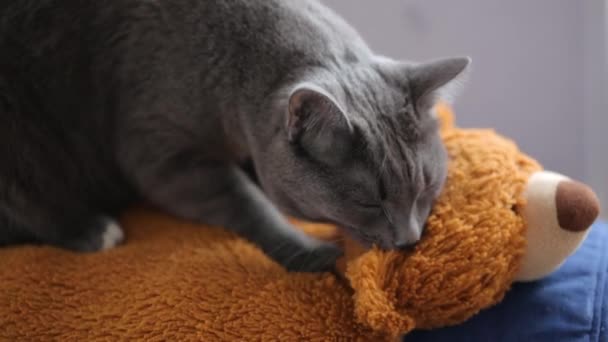 Gato gris haciendo masaje a un osito de peluche — Vídeo de stock