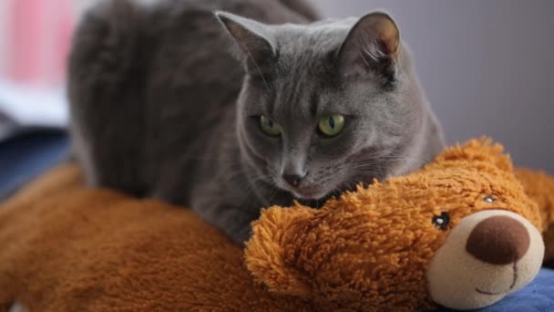 Gato cinza descansando em um ursinho de pelúcia — Vídeo de Stock
