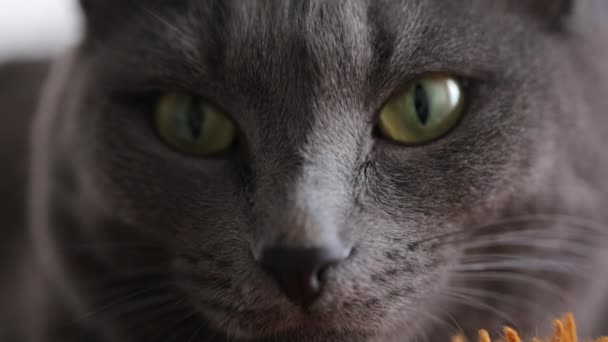 Grijze kat in close-up — Stockvideo