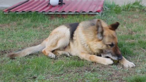 Perro pastor en el césped en el patio — Vídeos de Stock