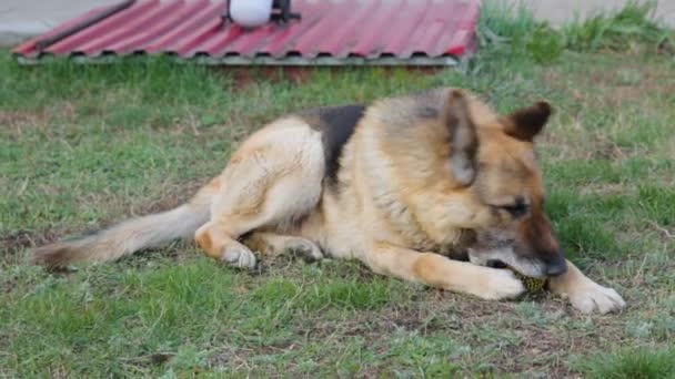 Chien de berger sur la pelouse dans la cour 