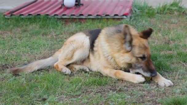 Sheepdog on lawn in yard — Stock Video