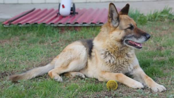 Bahçedeki çimenlikte çoban köpeği — Stok video