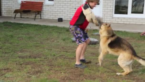 Besitzer schult seinen Hund auf Angriff — Stockvideo