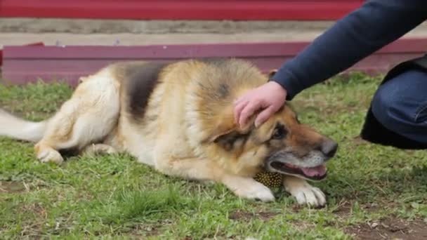 Владелец ласкает свою большую собаку — стоковое видео