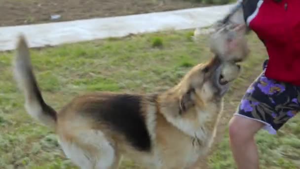 Владелец тренирует свою собаку атаковать — стоковое видео
