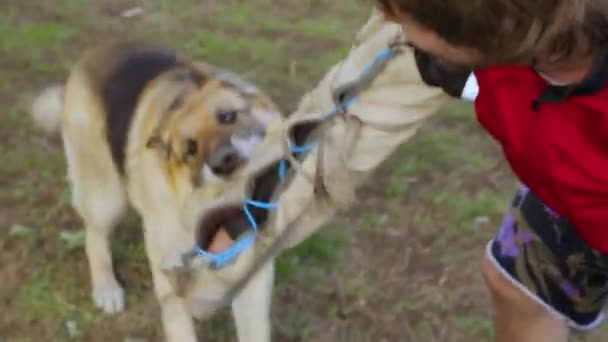 Propietario entrenando a su perro para atacar — Vídeo de stock