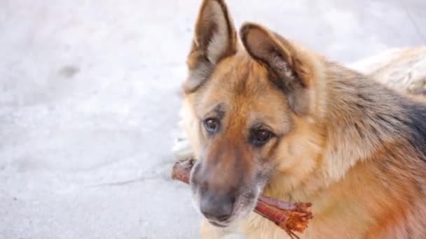 Perro pastor con palo de madera en el patio — Vídeo de stock
