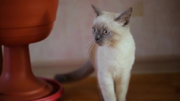 Siamese jonge kat thuis — Stockvideo