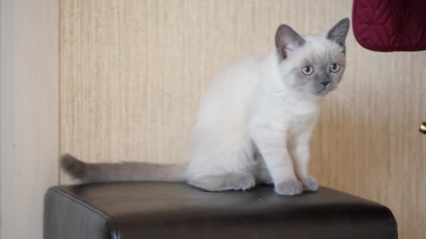 Сиамская молодая кошка дома — стоковое видео