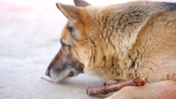 Cão pastor com pau de madeira no quintal — Vídeo de Stock