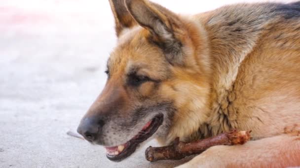 Fårhund med träpinne på gården — Stockvideo