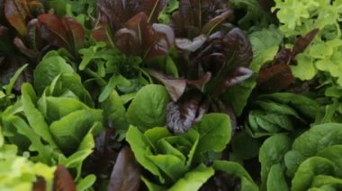 Yazın büyüyen salata yaprakları