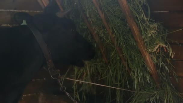 Mucca nella stalla masticando fieno — Video Stock