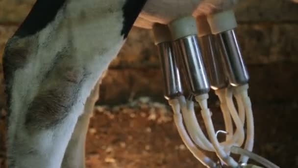Mjölkmaskin i cowshed närbild — Stockvideo