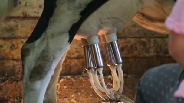 Milking machine in cowshed closeup — Stock Video