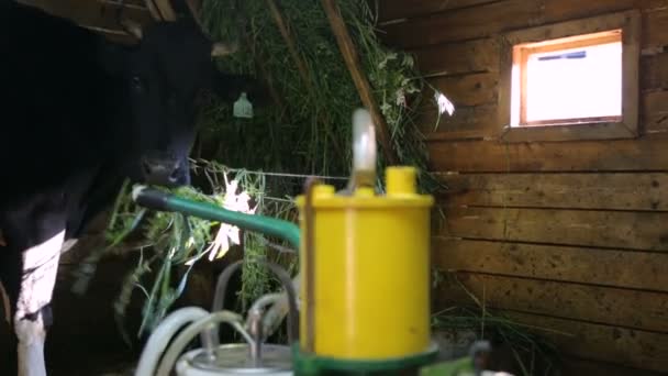 牛舎にある搾乳機 — ストック動画