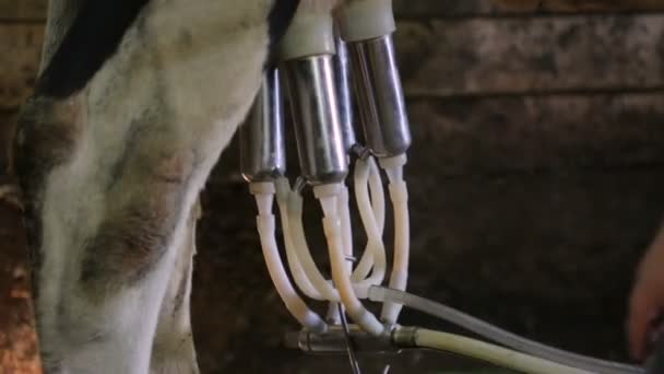 Milking machine in cowshed closeup — Stock Video