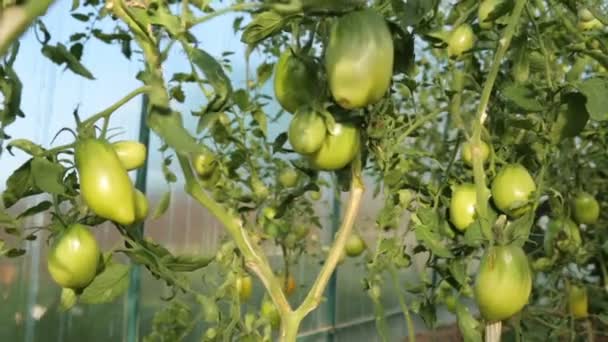 Tomatoes growing in greenhouse in summer — Stock Video