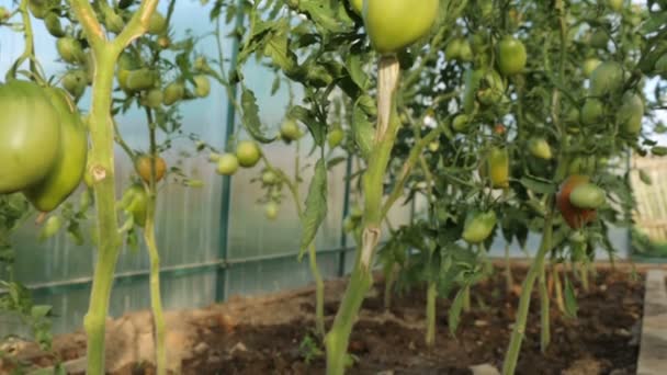 Tomatoes growing in greenhouse in summer — Stock Video