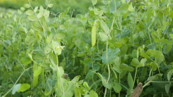 Groene erwten die in de zomer in de tuin groeien — Stockvideo