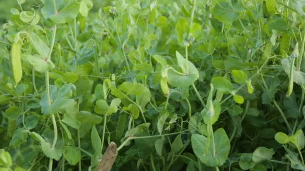 Green peas growing in garden in summer — Stock Video