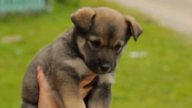 Elinde küçük bir köpek yavrusu tutan bir kadın