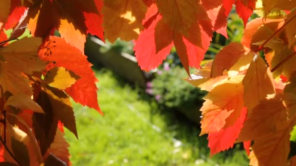 Feuillage d'automne jaune, rouge et vert comme fond — Video